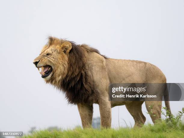 male african lion (panthera leo) doing flehman response - flehmen behaviour stock pictures, royalty-free photos & images