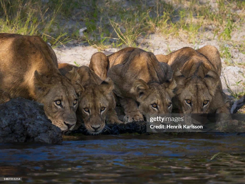 African Lions (Panthera Leo) drinking water in Chobe river