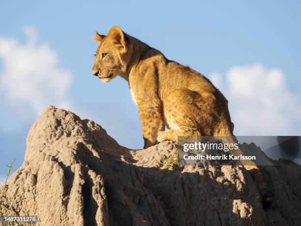 african lion (panthera leo) cub sitting on a termite mound - lion cub stock pictures, royalty-free photos & images