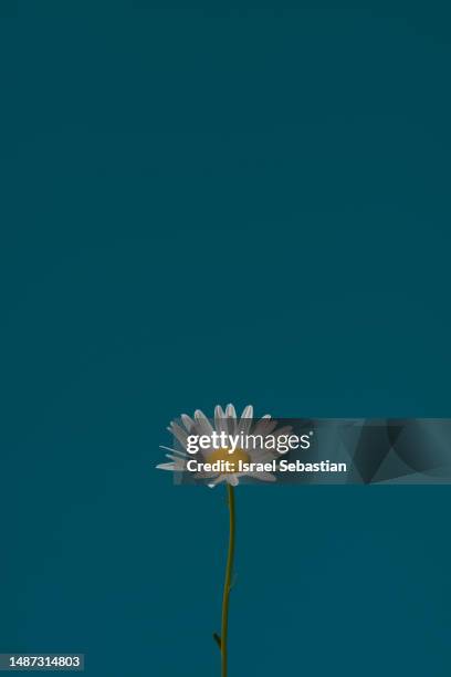 common daisy flower photographed in summer with blue sky in the background. - daisy stock pictures, royalty-free photos & images