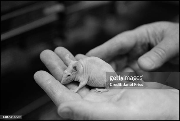 Close-up of hairless mouse held in a hand at the Linus Pauling Institute, Menlo Park, California, September 1979.