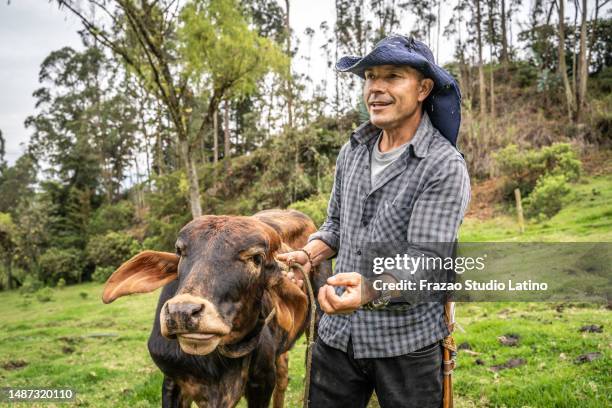 mature farmer with cattle on farm pasture - gado animal doméstico imagens e fotografias de stock