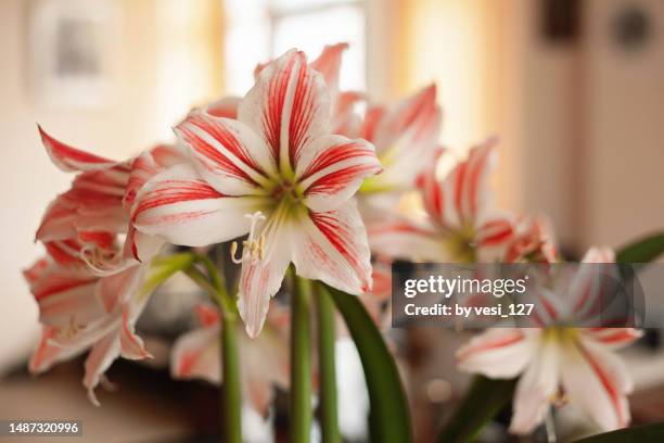close-up of a blooming amaryllis plant - amaryllis stock-fotos und bilder
