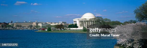 cherry blossoms and jefferson memorial - washington stock pictures, royalty-free photos & images