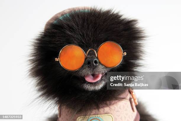 funny black pomeranian dog with sunglasses - naughty pet stock pictures, royalty-free photos & images