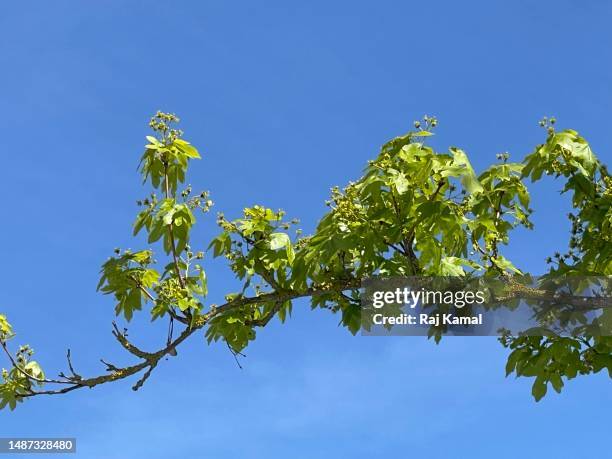 field maple (acer campestre) is deciduous flowering tree in close up. - flowering maple tree stock pictures, royalty-free photos & images