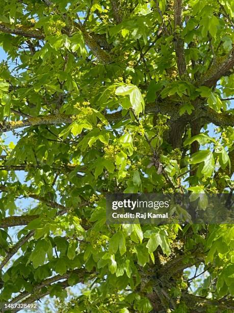 field maple (acer campestre) tree with fresh leaves is a deciduous flowering tree in close up. - flowering maple tree stock pictures, royalty-free photos & images