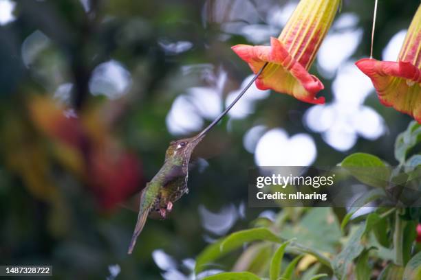 colibrí de pico espada - colibrí de pico espada fotografías e imágenes de stock