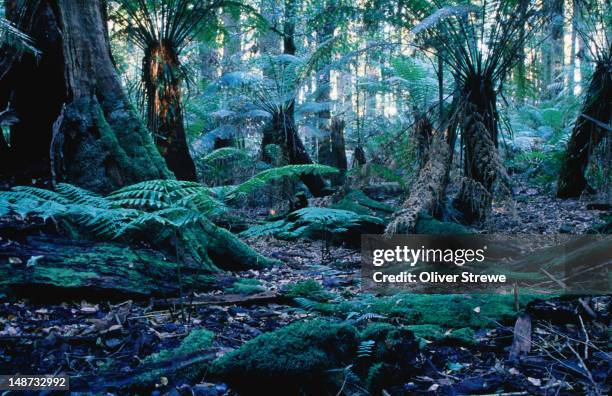rainforest floor. - hunter valley stock pictures, royalty-free photos & images