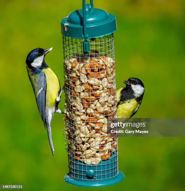 great tit birds on garden feeder - british garden birds stock pictures, royalty-free photos & images