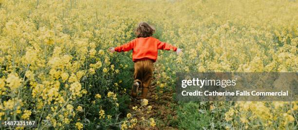 an un-inhibited child joyfully runs through a field of rapeseed - colza foto e immagini stock