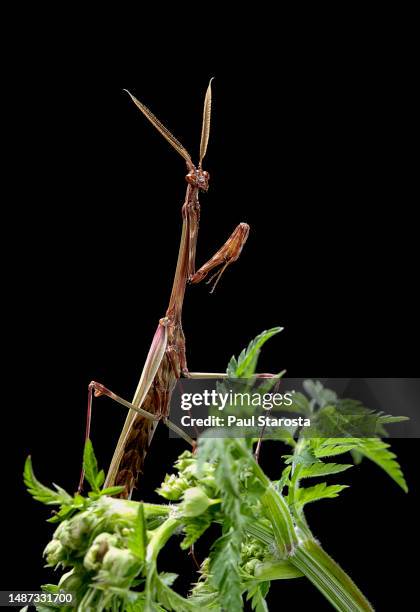 empusa pennata (conehead mantis) - male - un seul animal 個照片及圖片檔