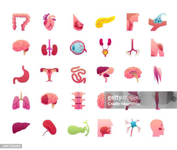 menschliche innere organe flache gradient icons set - menschliche lunge stock-grafiken, -clipart, -cartoons und -symbole