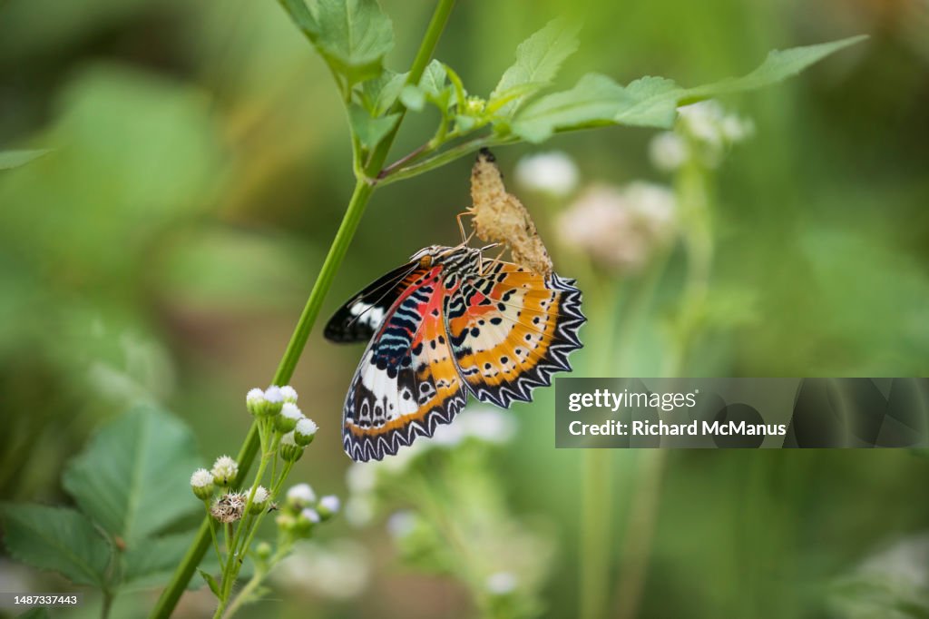 Butterfly emerging from chrysalis.