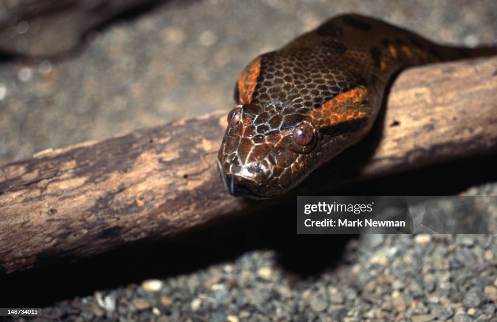 A Green Anaconda (Eunectes murinus) resting its head on a stick.