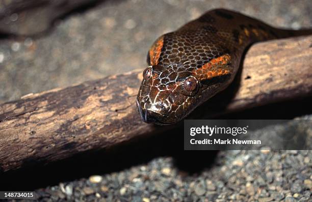 a green anaconda (eunectes murinus) resting its head on a stick. - boa bildbanksfoton och bilder