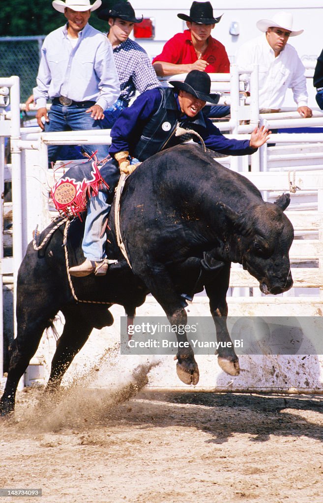 Cowboy on angry cow's back during rodeo competition at Mashantucket Pequot Tribal Nation hosted Schemitzun Powwow.