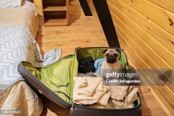 cachorro pug dentro da mala - lençol roupa de cama - fotografias e filmes do acervo