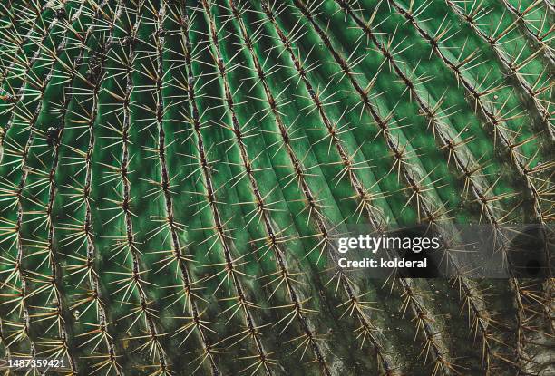 closeup of cactus, full frame - cactus stock pictures, royalty-free photos & images