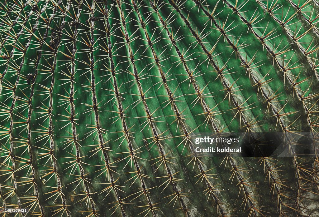 Closeup of cactus, full frame