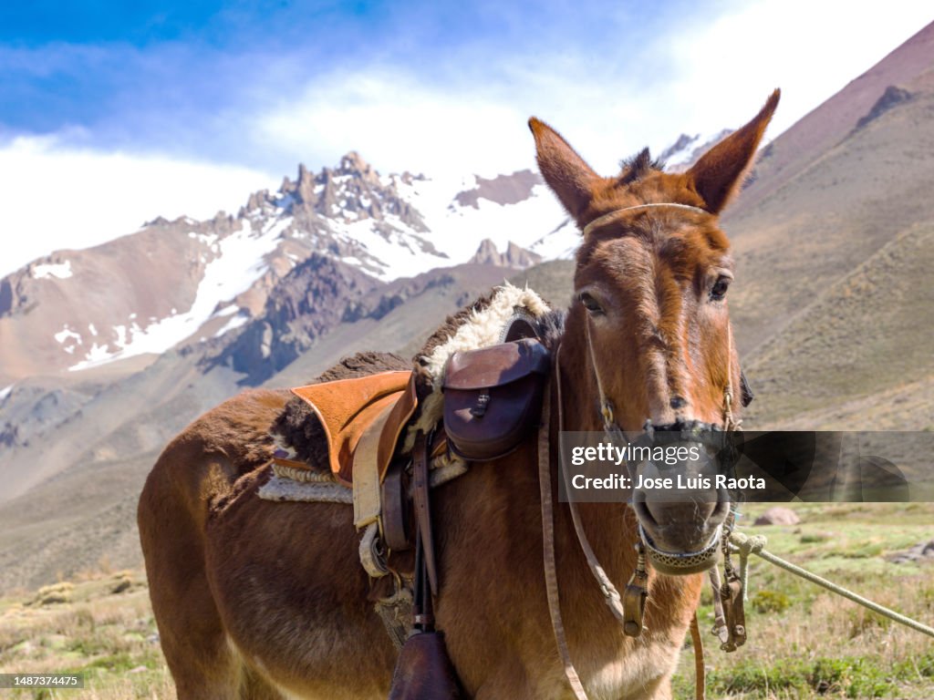 Mule travel at The Andes