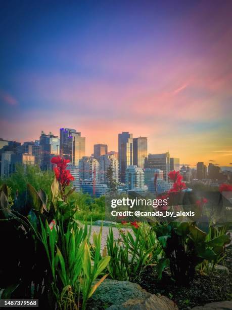 saturated calgary sunset - downtown calgary stock pictures, royalty-free photos & images