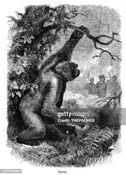 gorilla engraving illustration 1868 - mountain gorilla stock illustrations