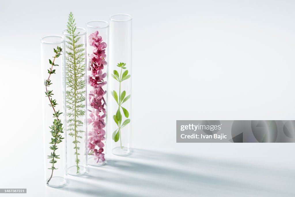 Fresh plants in bottles