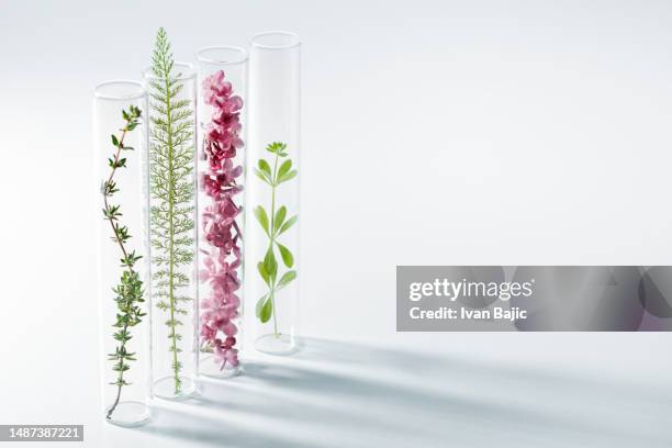 fresh plants in bottles - natural condition stock pictures, royalty-free photos & images