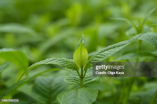 mint plant - menthol stock pictures, royalty-free photos & images