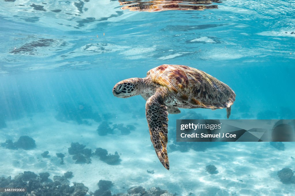 Green turtle