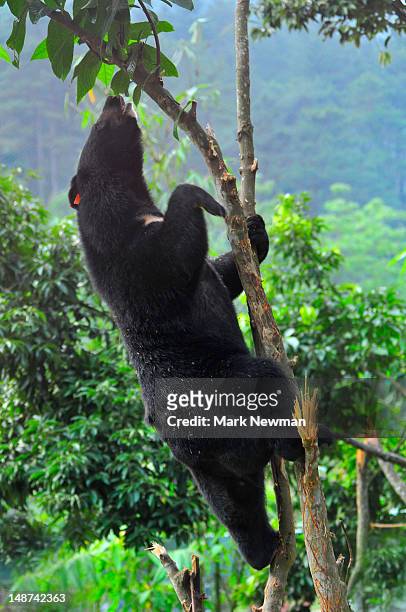 asiatic black bear or moon bear (ursus thibetanus) at animals asia foundation sanctuary, tam dao national park. - oso negro asiático fotografías e imágenes de stock