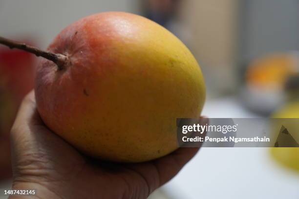 r2e2 mango fruit in hand - mango tree stock pictures, royalty-free photos & images