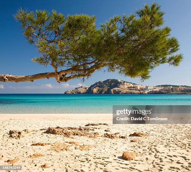 beach across the turquoise waters of cala agulla to cap de capdepera, with pine tree in foreground. - empty beach stock pictures, royalty-free photos & images