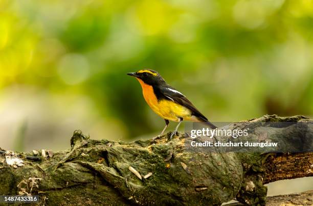 narcissus flycatcher male (ficedula narcissina) perching on a branch - flycatcher stock pictures, royalty-free photos & images