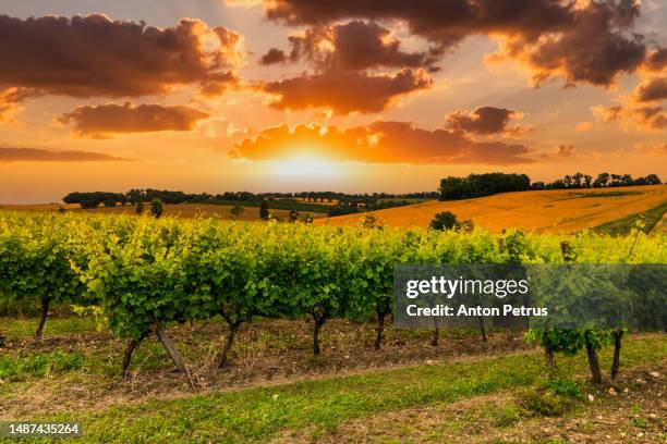 beautiful vineyard at sunset. travel around tuscany, italy. - ブルゴーニュ　harvest wine ストックフォトと画像