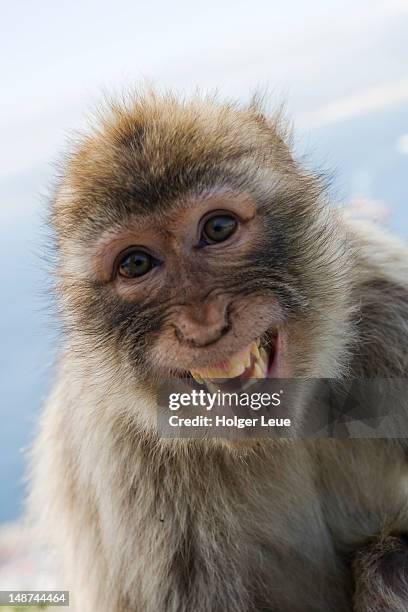 laughing gibraltar ape (barbary macaque) at upper rock nature reserve. - monkey fotografías e imágenes de stock