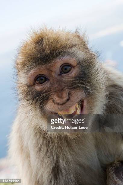 laughing gibraltar ape (barbary macaque) at upper rock nature reserve. - macaque foto e immagini stock