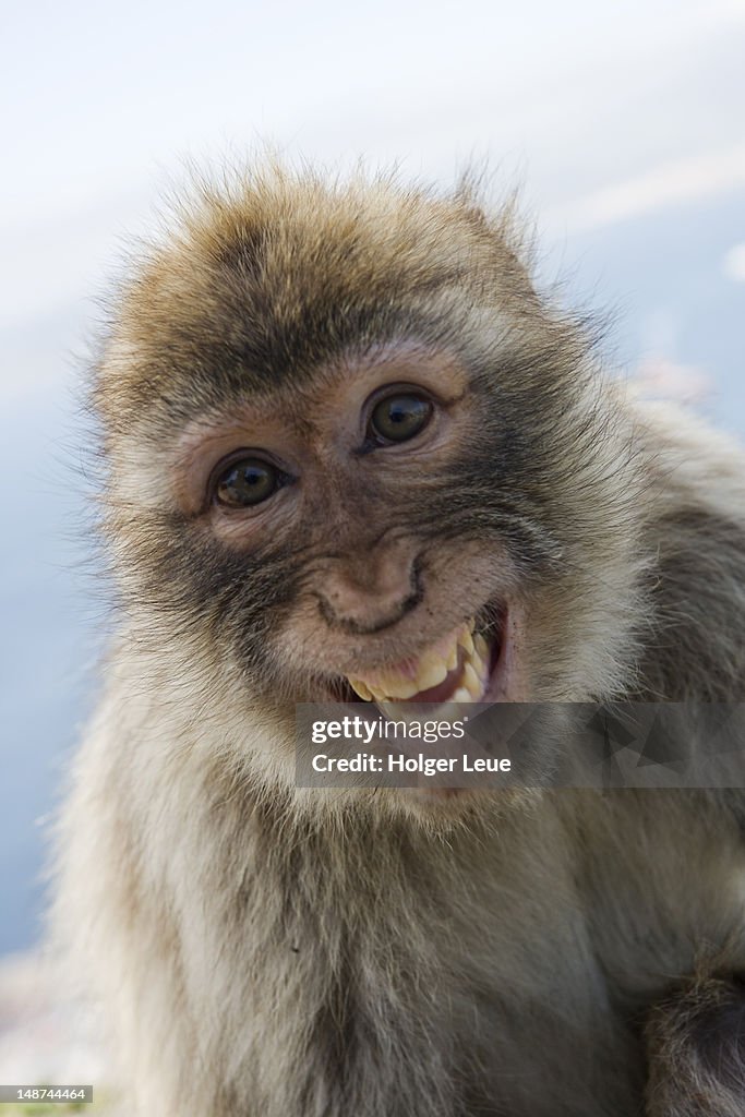 Laughing Gibraltar ape (Barbary Macaque) at Upper Rock Nature Reserve.
