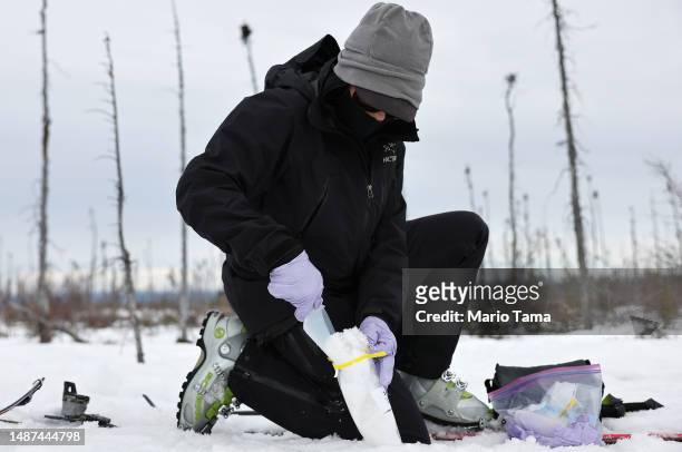 SnowEx researcher Dr. Kelly Gleason collects a snow sample in a section of old burned boreal forest during the melt season on May 3, 2023 near Delta...