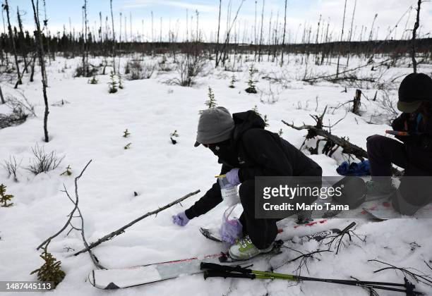 SnowEx researchers Dr. Kelly Gleason, and master's student Sage Ebel work to collect snow samples in a section of old burned boreal forest during the...