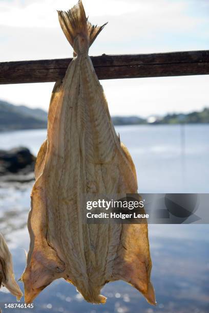 1,003 Stockfish Stock Photos, High-Res Pictures, and Images