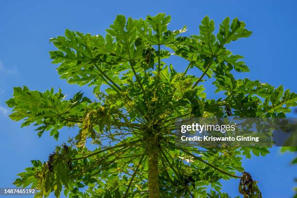 low angle view of papaya tree with sun flare on a clear day - albero di papaya foto e immagini stock