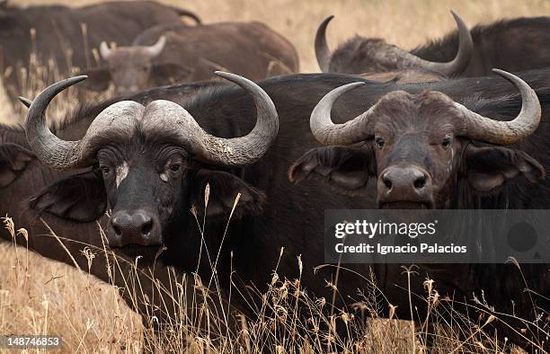 buffalos (syncerus caffer). - kérabau photos et images de collection