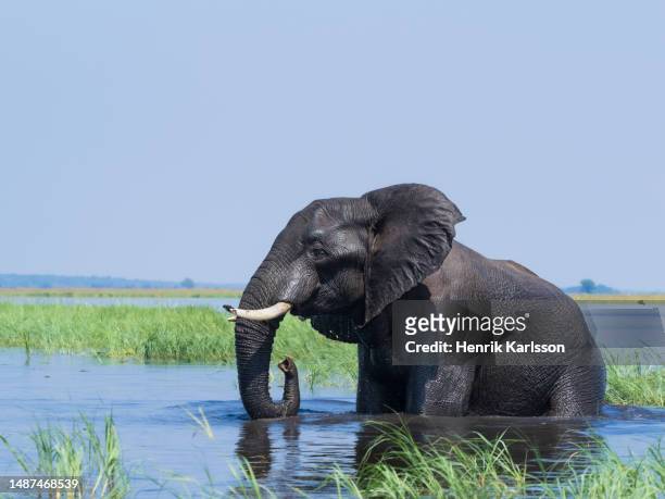 african elephant (loxodonta africana) taking a bath at chobe river - african elephants stock pictures, royalty-free photos & images