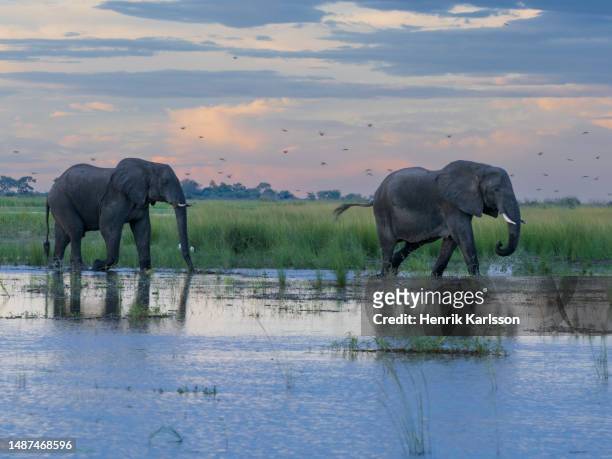 african elephants (loxodonta africana) walking in chobe river - chobe national park stock pictures, royalty-free photos & images