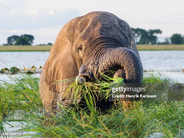 african elephant (loxodonta africana) eating grass at chobe river - herbivoor stockfoto's en -beelden