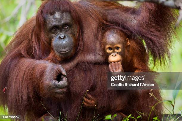 mother and infant orang-utans (pongo pymaeus) at semenggoh wildlife rehabilitation centre. - サラワク州 ストックフォトと画像