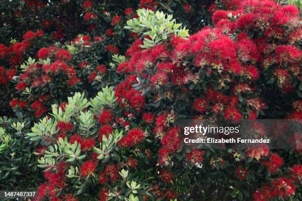 pohutukawa tree (metrosideros excelsa) in bloom - pohutukawa flower foto e immagini stock