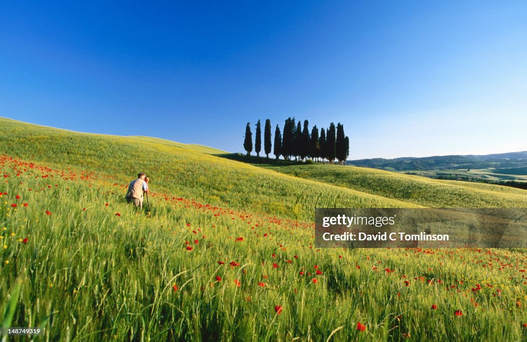 Photographer shooting poppy field and cypress trees, near Montalcino.